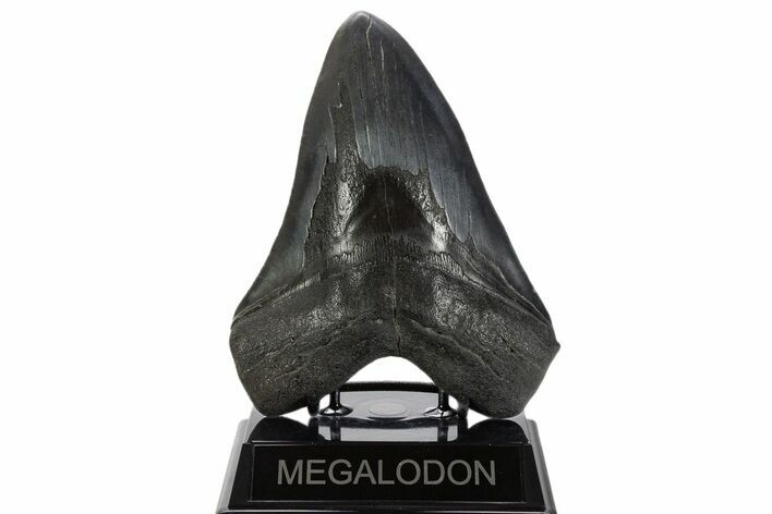Huge Fossil Megalodon Tooth - South Carolina #340159
